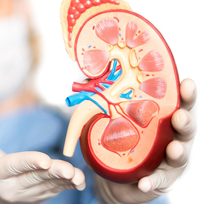 urologia